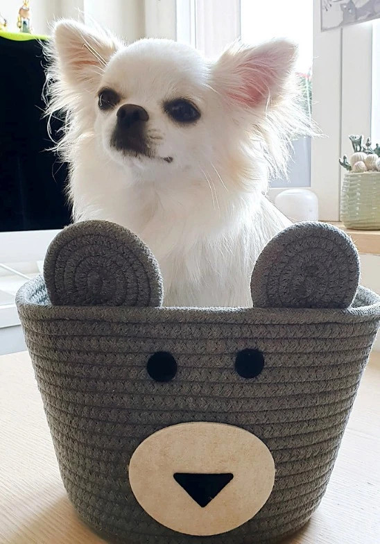 I'm a Dream nelle nuove famiglie 