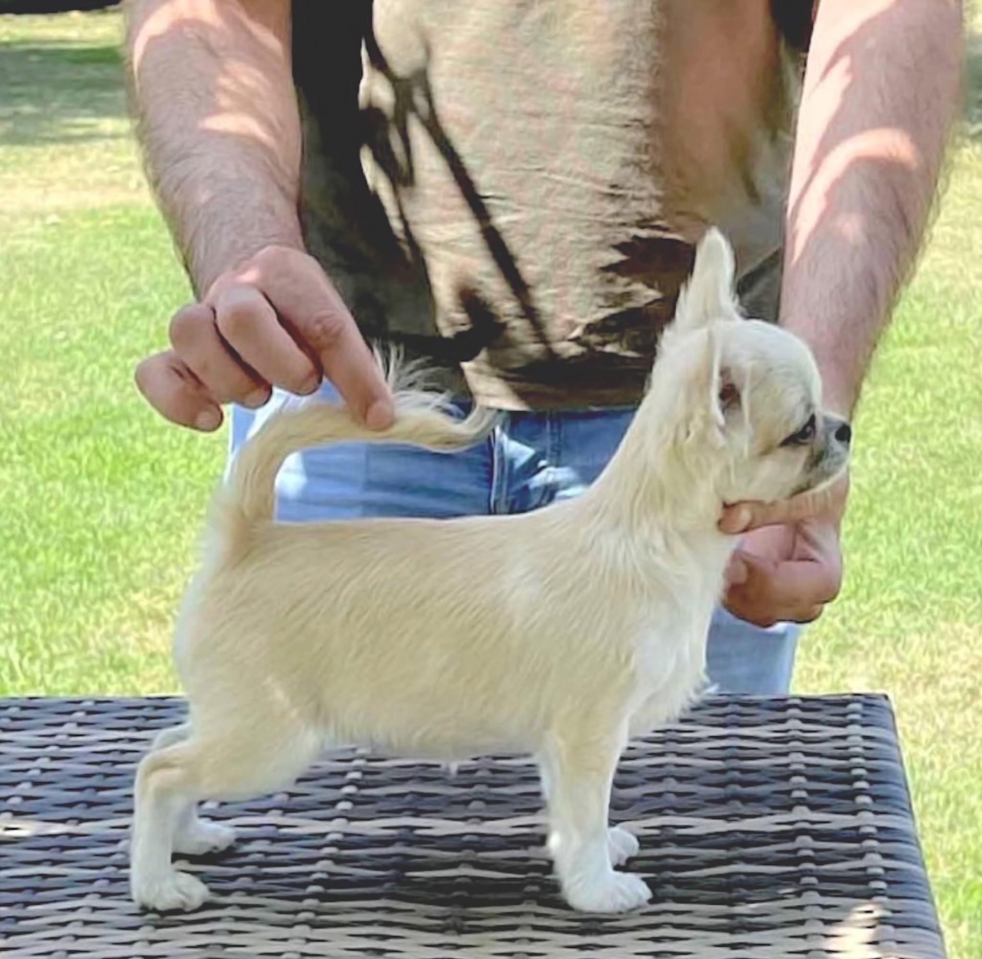 I'm a Dream Una Storia Importante